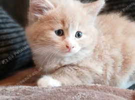 Beautiful kittens for sale