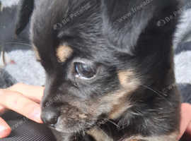 Chihuahua puppies