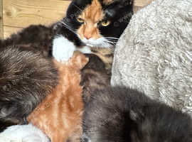 Kittens for sale