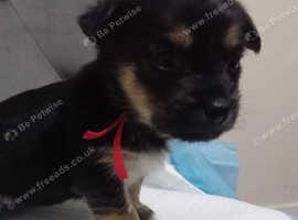 8 beautiful shih tzu x chihuahua pups puppy