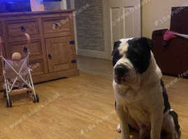 Benji mixed breed sharpei x British bull