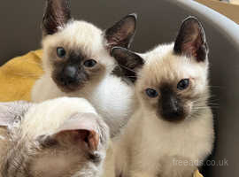 Stunning 100% pure Siamese kittens available