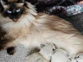 Ragdoll kittens