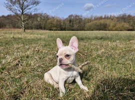 6 monthly old platinum frenchie