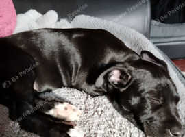 Puppy