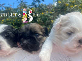 Kc reg girl and boy