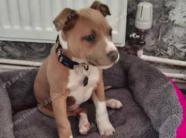 Staffordshire Bull Terrier pup