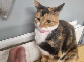 Lovely mixed colour female cat