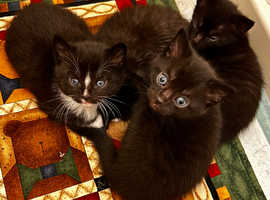 Adorable Male Kittens. ~ (Last one Left!!)
