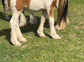 Colt foal available weaning