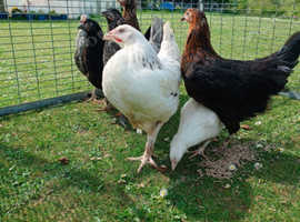 Point of Lay Chickens for Sale