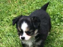 Tiny pedigree chihuahua puppies