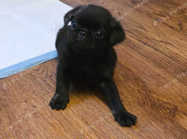 Purebred Brussel Griffon Pups