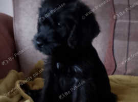 F1 Borderpoos (border terrier X mini poodle)