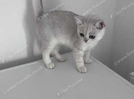 British shorthair kittens