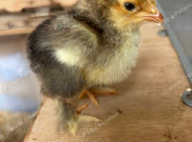 Brahma chicks from day old to 3/4 weeks old
