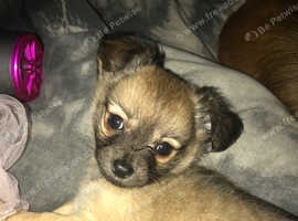 Chihuahua for sale north hot sale yorkshire