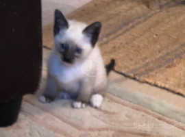 Snowshoe Siamese male kitten £195