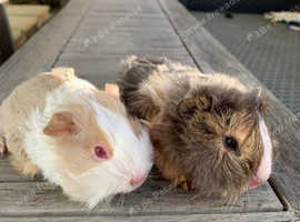Small Furries For Sale Rehome In Reading Find Pets For Sale