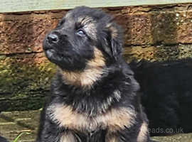 Possibly the perfect German Shepherd pups available!