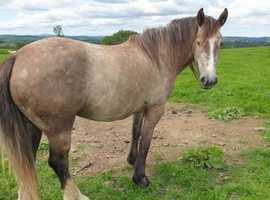 ID X IRISH COB FILLY