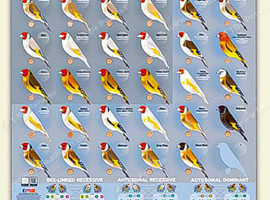 Siberian goldfinch mutations