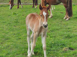 Welsh C filly