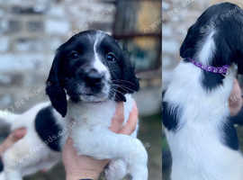 Badgercourt springer store spaniels for sale