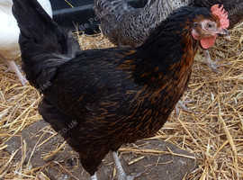 Black rock pullets 19weeks