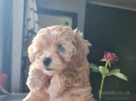 Tiny maltipoo babies ready for new home