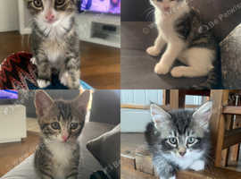 x4 Kittens looking for their forever home