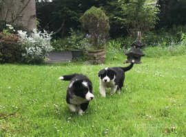 Farm bred border collie puppies - £400 each - ready for a new home now