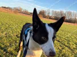 Bored collie male