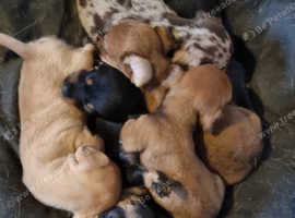 Chweenies for sale