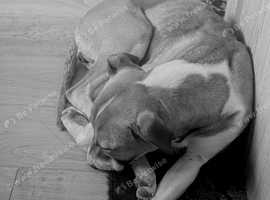 English bull terrier cross 9 month old girl