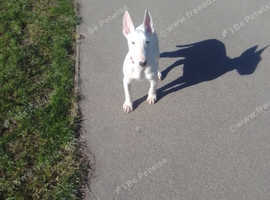 English bull terrier miniature