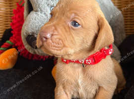 KC Reg Hungarian Vizsla pups Health tested Parents