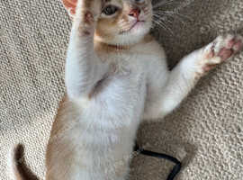 Ruddy and fawn/cinnamon male Abyssinian kittens
