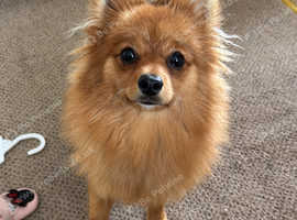 German spitz