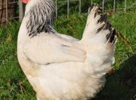 Bluebelle, Light Sussex, Speckeldy, Rhode Rock & Columbian Blacktail For Sale