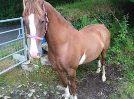Hackney 15hh Driving Gelding