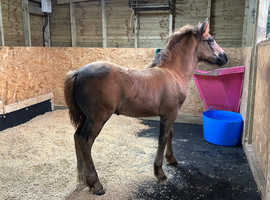 Stunning Reg Highland colt foal