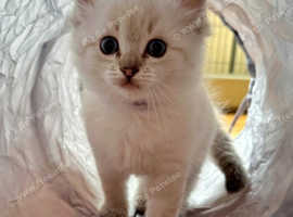 GCCF Registered Pedigree Ragdoll Kittens 2 Male, 3 Female