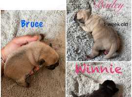 2 gorgeous baby Frugs for sale <3