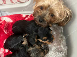 yorkshire terrier