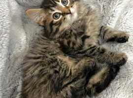 GORGEOUS SEMI LONGHAIRED BENGAL X MAINECOON KITTENS READY