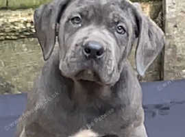 Cane Corso pups