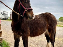 Beautiful Cob Filly to make 13.2+