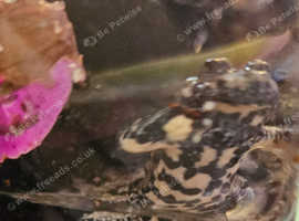 Fire bellied toads