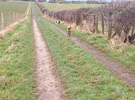 Yorkshire Coast Dog Walking Service